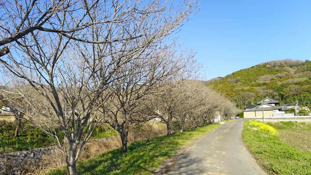 つくば市の六所の花桃並木の開花状況