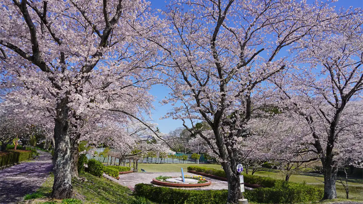  つくば市のさくら運動公園の桜満開の様子