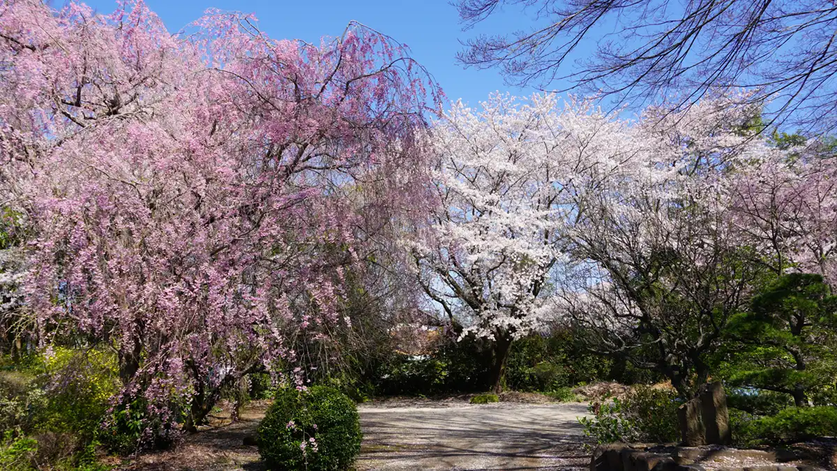 つくば市の千光寺のしだれ桜開花の様子写真