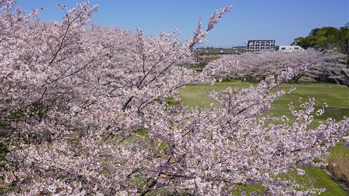 反町の森公園の展望台からの満開の桜の景観写真