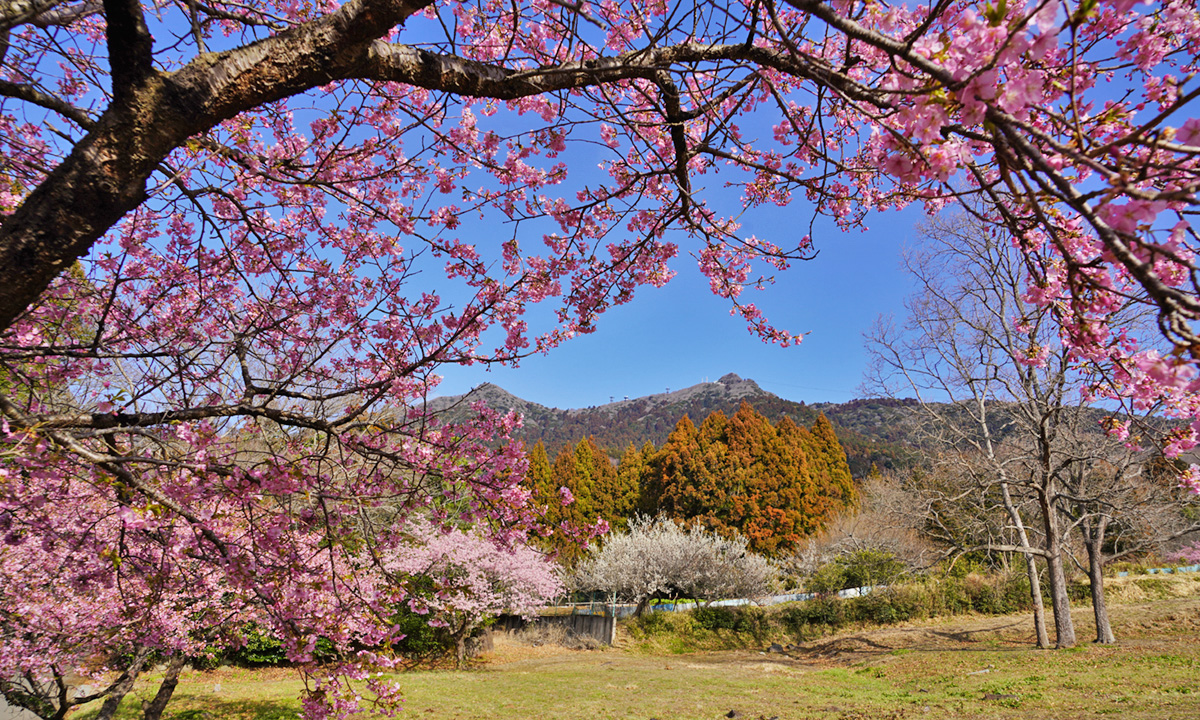 河津桜並木の間から筑波山の方向を撮影した景観
