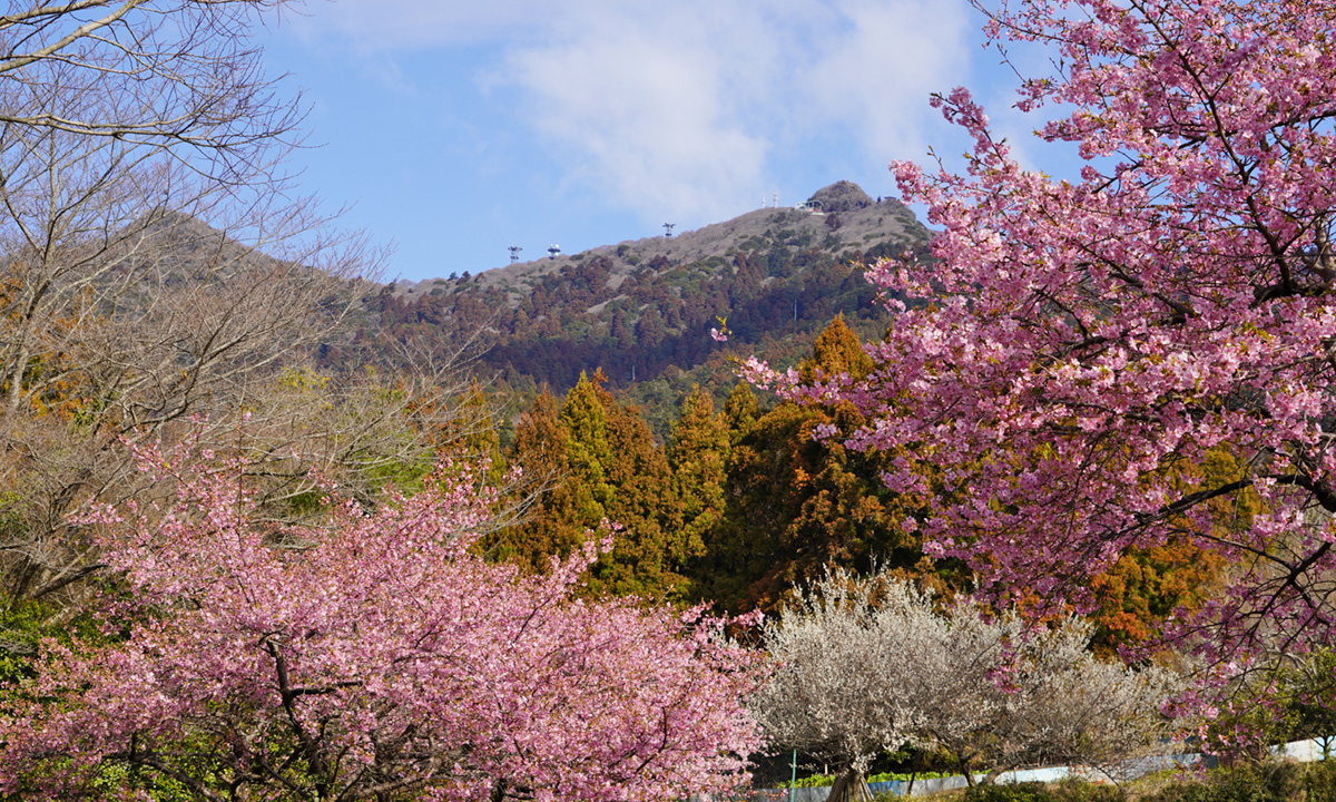 茨城県つくば市の筑波ふれあいの里の河津桜と梅の満開の様子