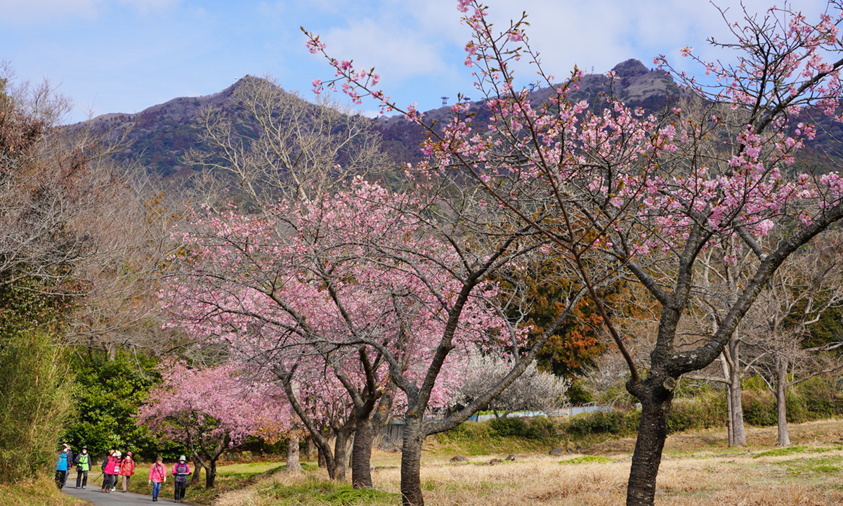 河津桜並木の南側端の林道からの河津桜と筑波山の景観
