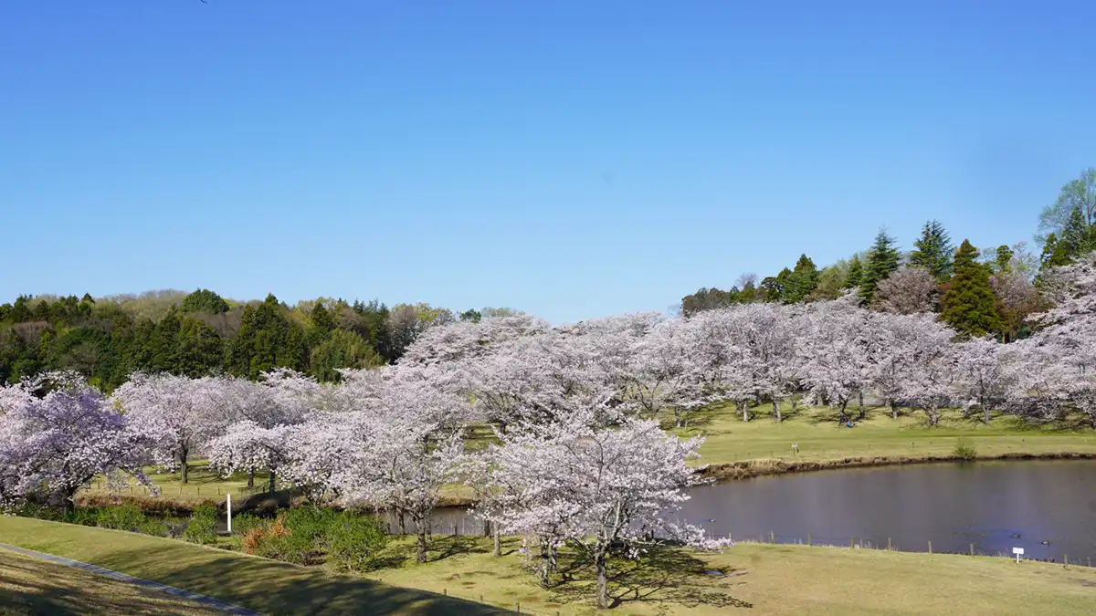 科学万博記念公園の桜の満開の様子写真