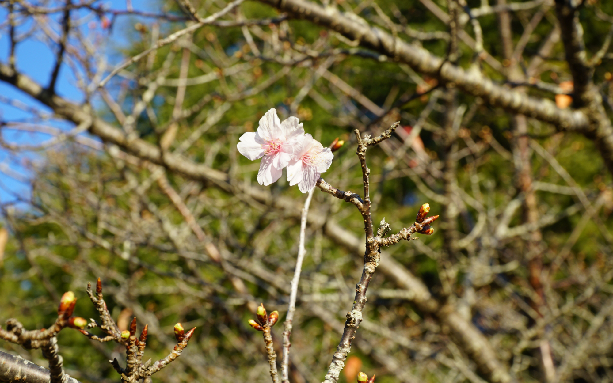 茨城県石岡市のいばらきフラワーパークの河津桜の開花状況