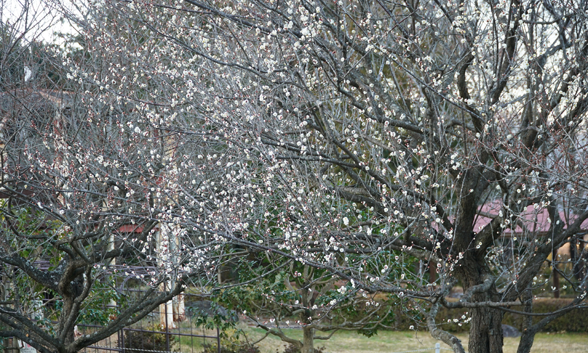 茨城県石岡市のいばらきフラワーパークの梅の開花状況