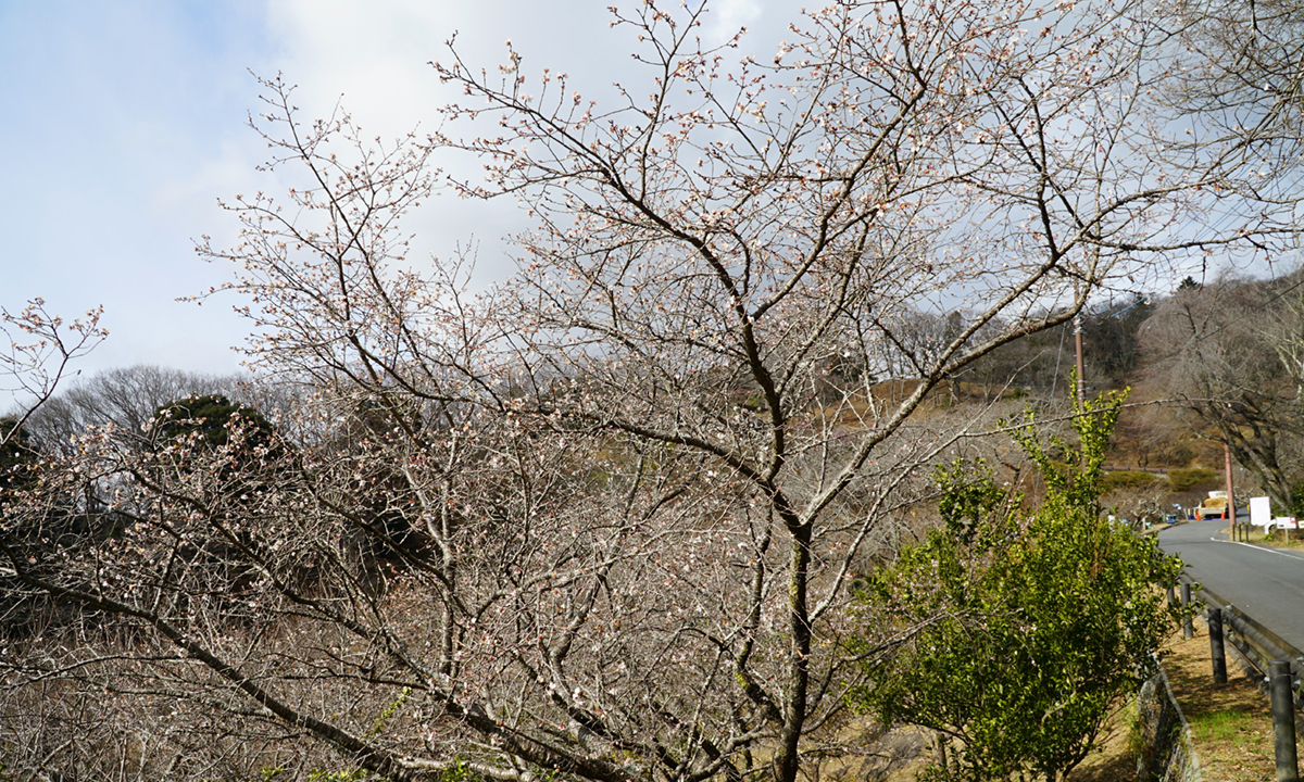 茨城県つくば市の筑波山梅林の冬桜の開花