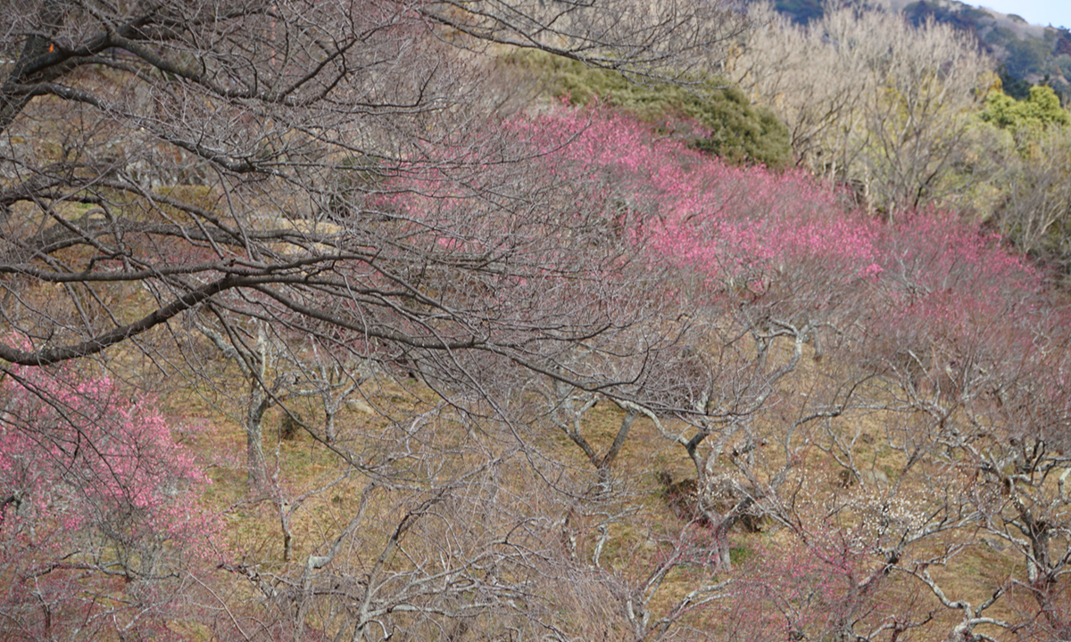 筑波山梅林の物産館～菱露台の坂道通路付近の紅梅開花の様子
