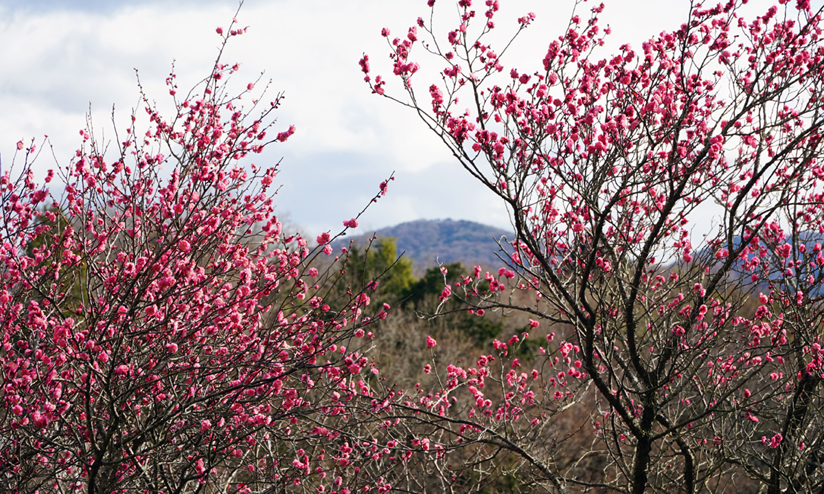 筑波山梅林の見返縁台付近の林道脇の紅梅の開花の様子