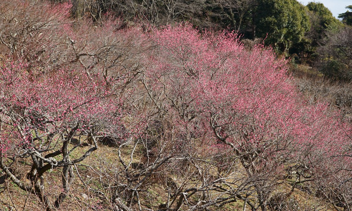 筑波山梅林の展望四阿付近の紅梅の寒かの様子