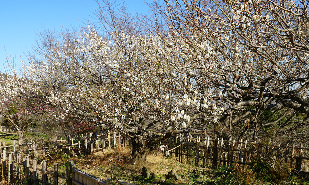雪入ふれあいの里公園・雪入ネイチャーセンターの展望ひろばの白梅の開花の状況