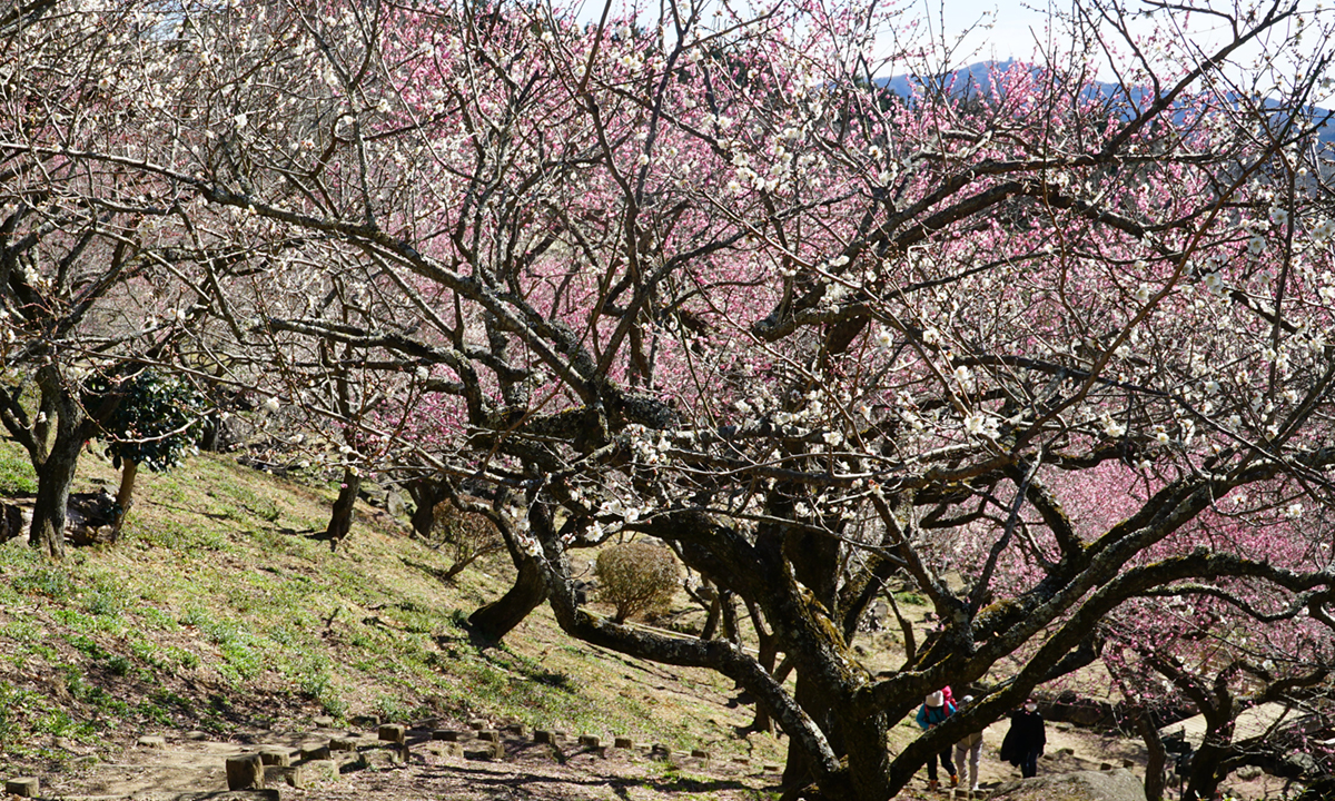 筑波山梅林の上部の林間小径の梅の開花状況