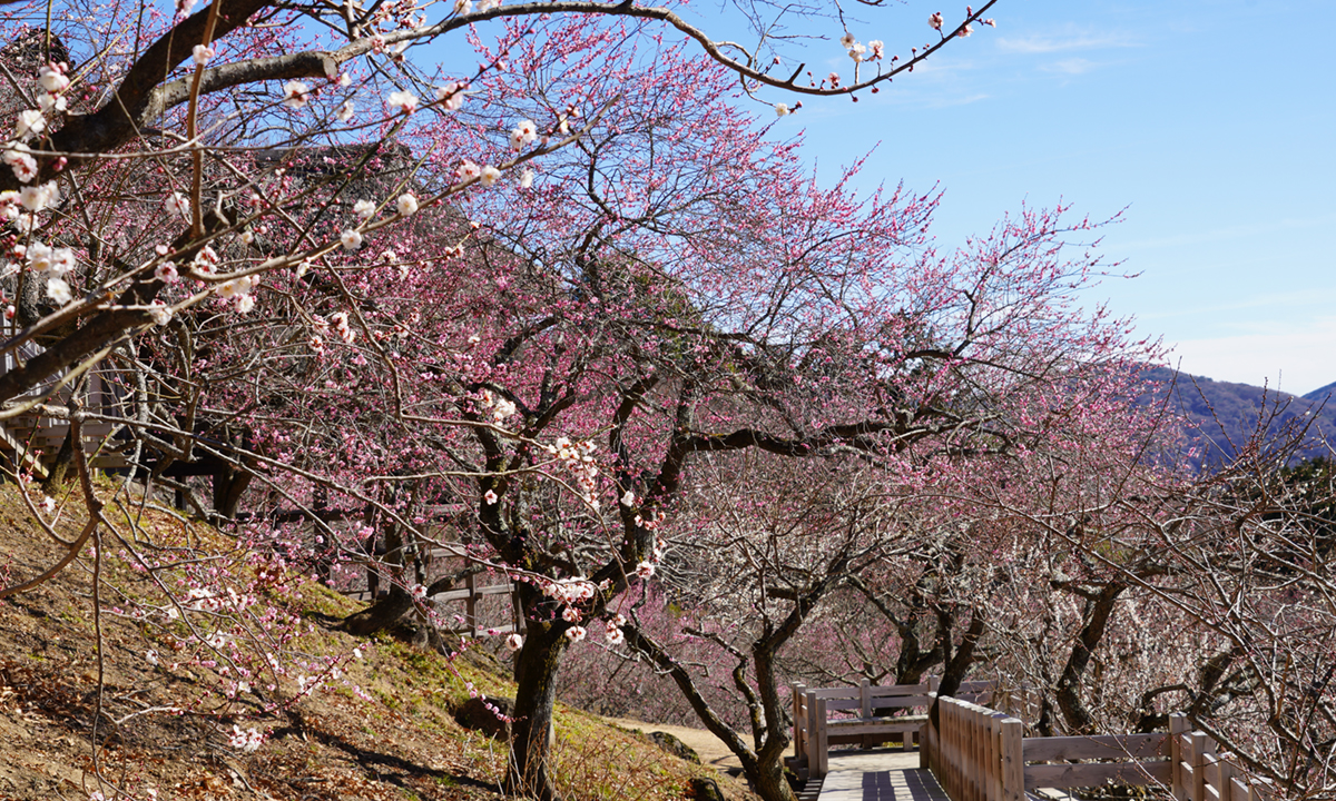 筑波山梅林の展望四阿までの板張りデッキ通路付近の梅の開花状況