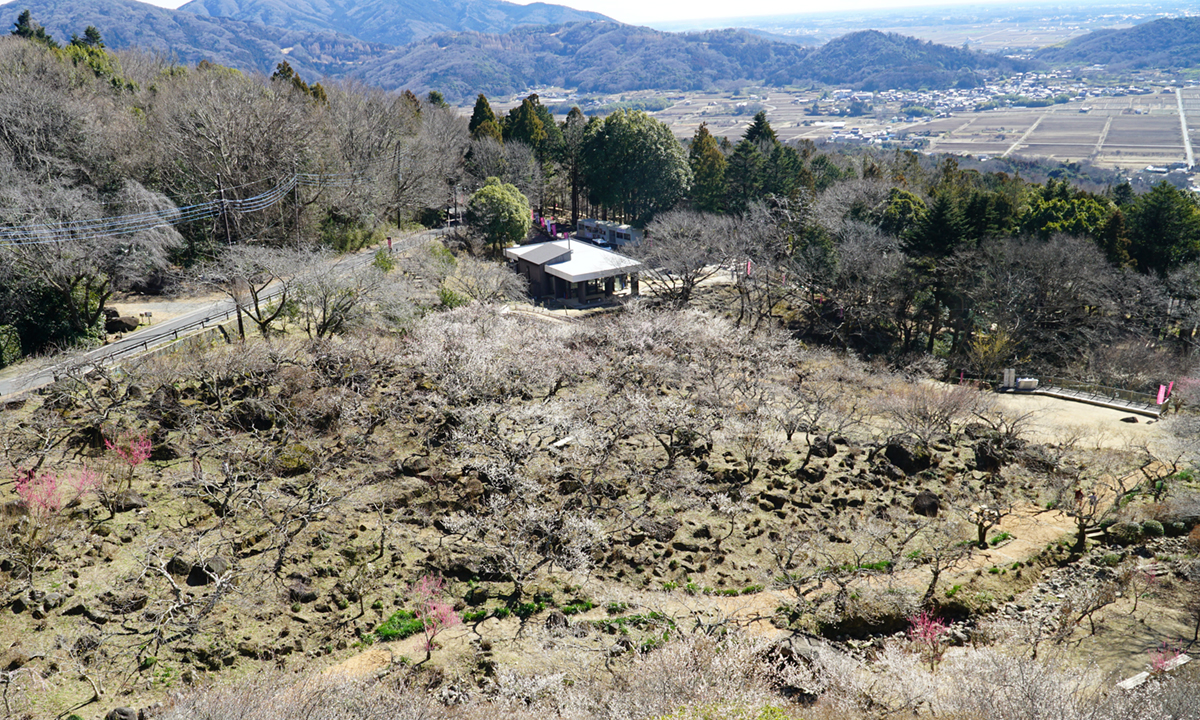 筑波山梅林の見返り縁台からおもてなし館のある梅林の下部方面の景観
