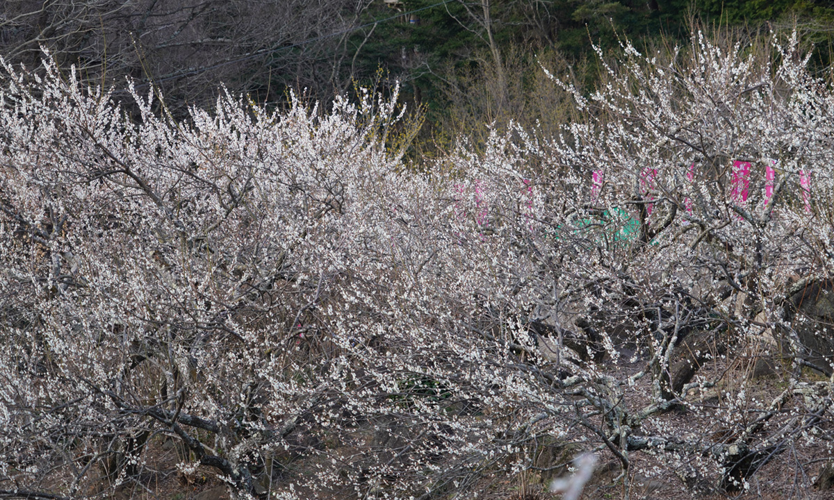 筑波山梅林の下部・観梅広場付近の梅の満開