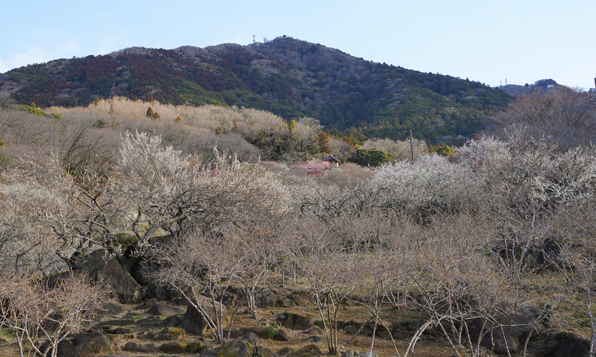 筑波山梅林の観梅広場からの展望四阿・筑波山の男体山の山頂の眺望