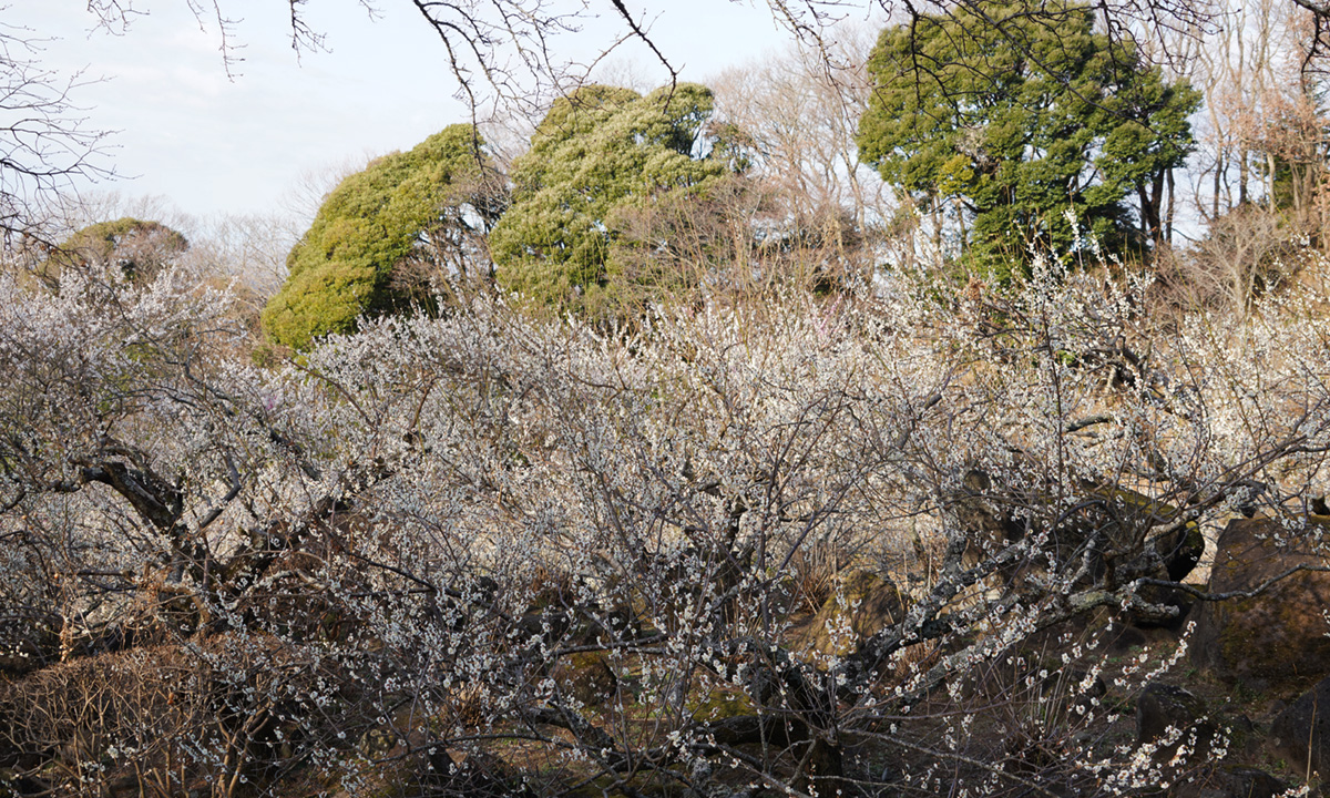 筑波山梅林の中央付近の林道下部の梅の花の開花の様子