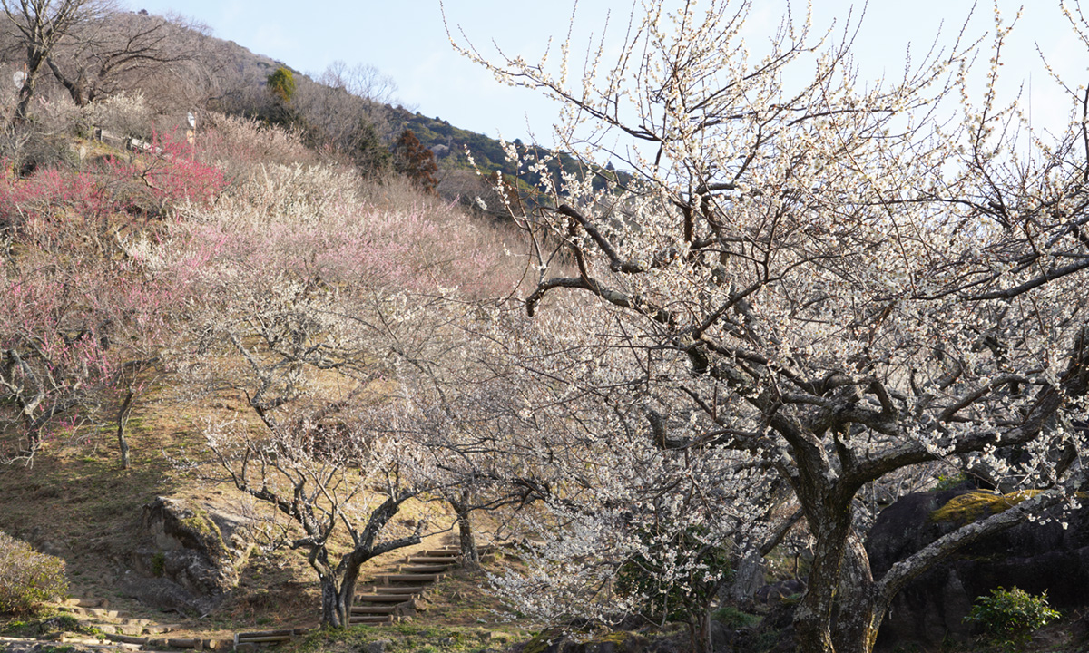 筑波山梅林の中央付近の林道上部の梅の花の開花の様子