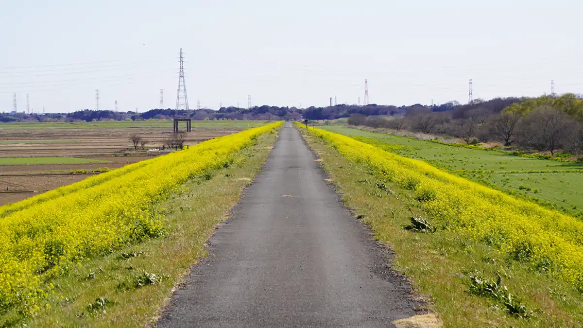 常総市の飯沼川堤防の菜の花畑