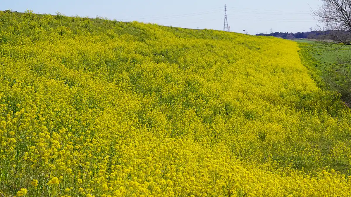 常総市の飯沼川堤防の西側斜面の下からの菜の花畑