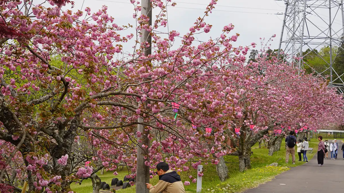 那珂市・静峰ふるさと公園北側の丘中腹の八重桜開花状況写真