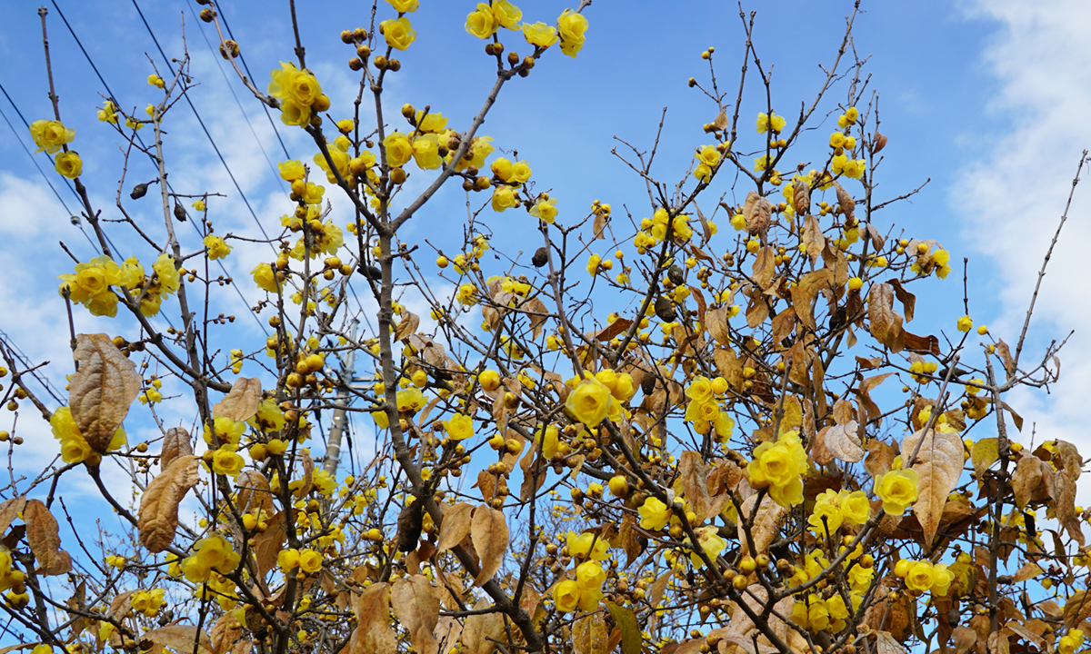 渡辺蝋梅園の満月蝋梅の開花状況