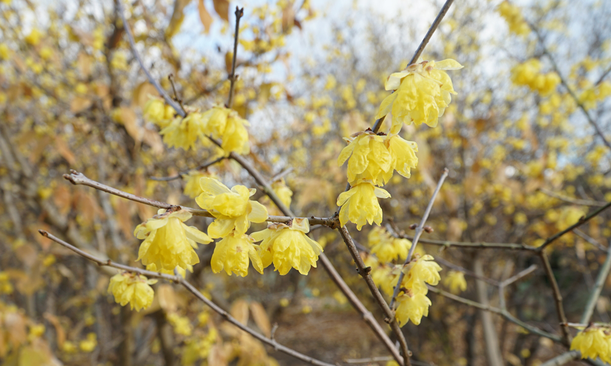 渡辺蝋梅園の素芯蝋梅の開花状況写真