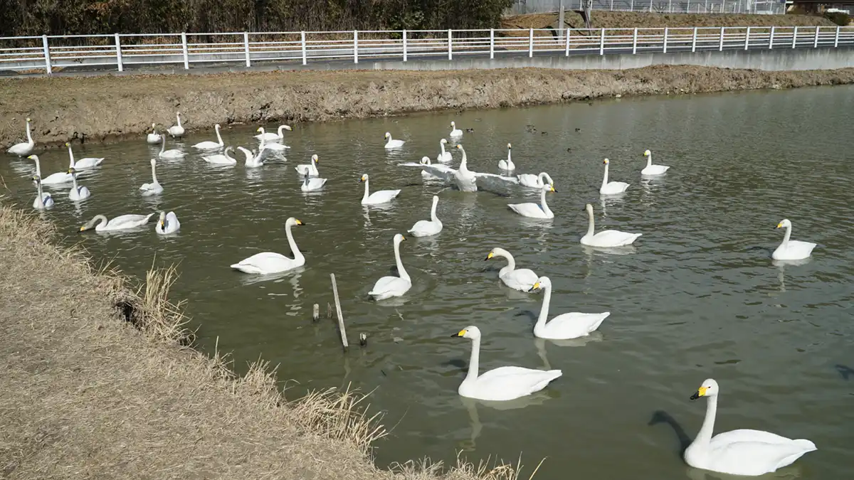 Landscape photo of swans from the west levee of Gotanda Pond towards the road