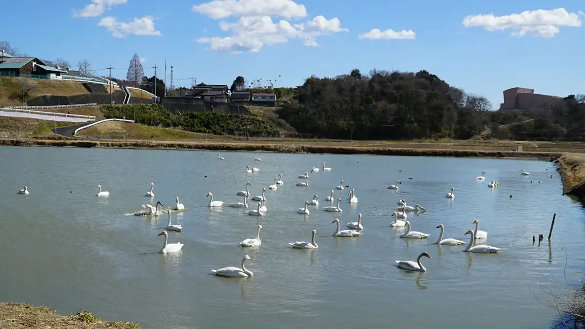 Landscape photo of swans flying to Gotanda Pond in Hitachiota City on February 23, 2025