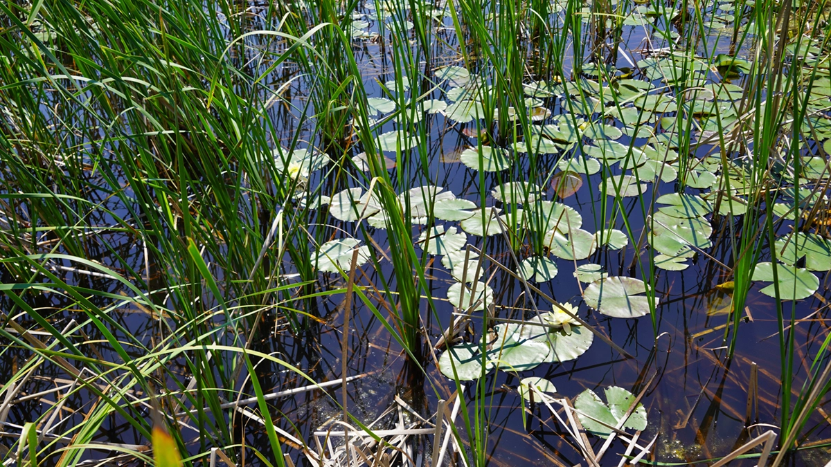 Water lily blooming scenery photo of the north side of Hanamuro Pond