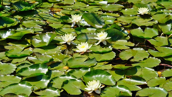 Water lily blooming scenery at Hanamuro Pond in Hanamuro, Tsukuba City