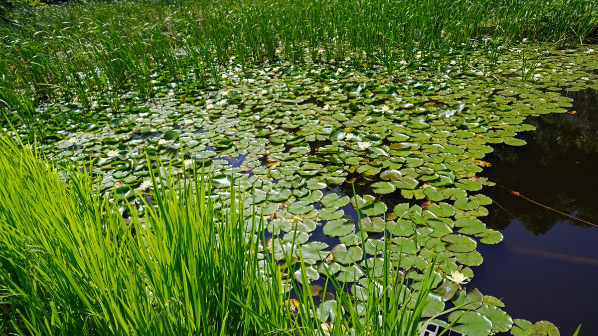 Water lily blooming scenery photo of the south side of Hanamuro Pond