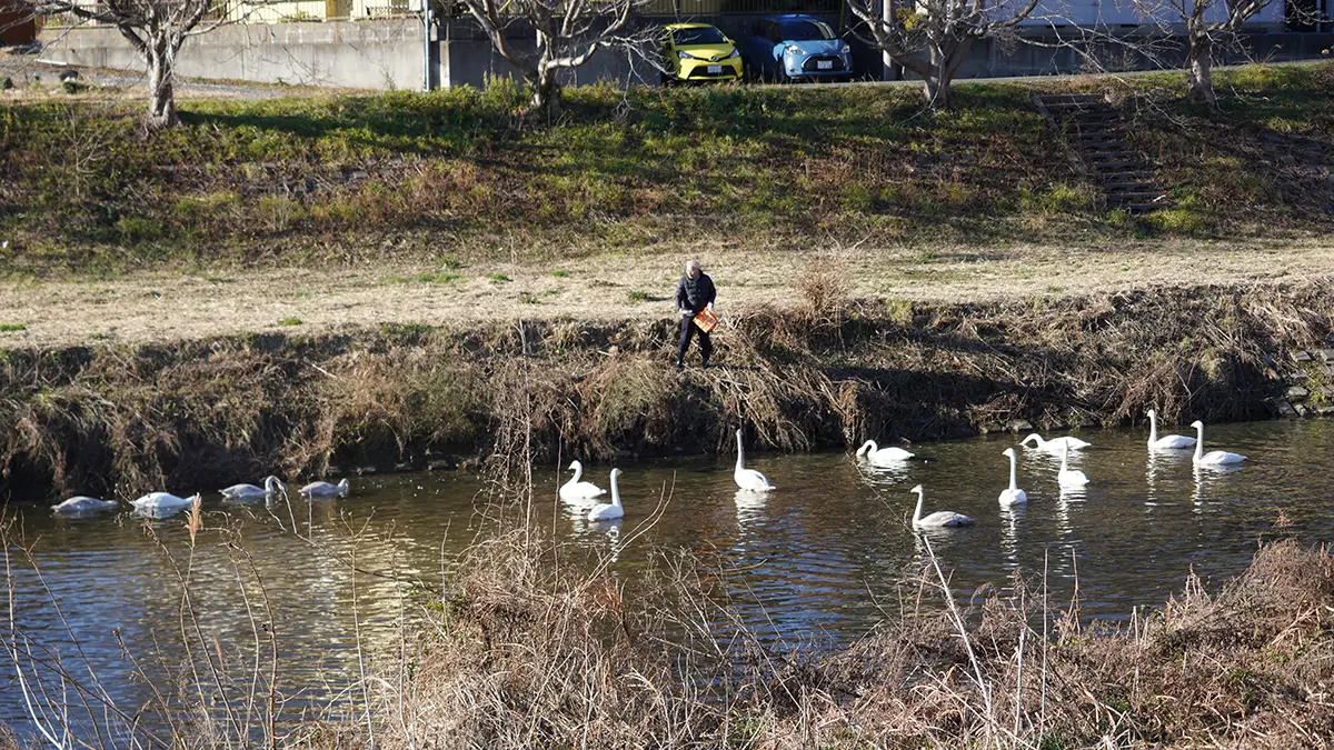2026年1月1日の茨城市の大北川の白鳥の取材：茨城VRツアー