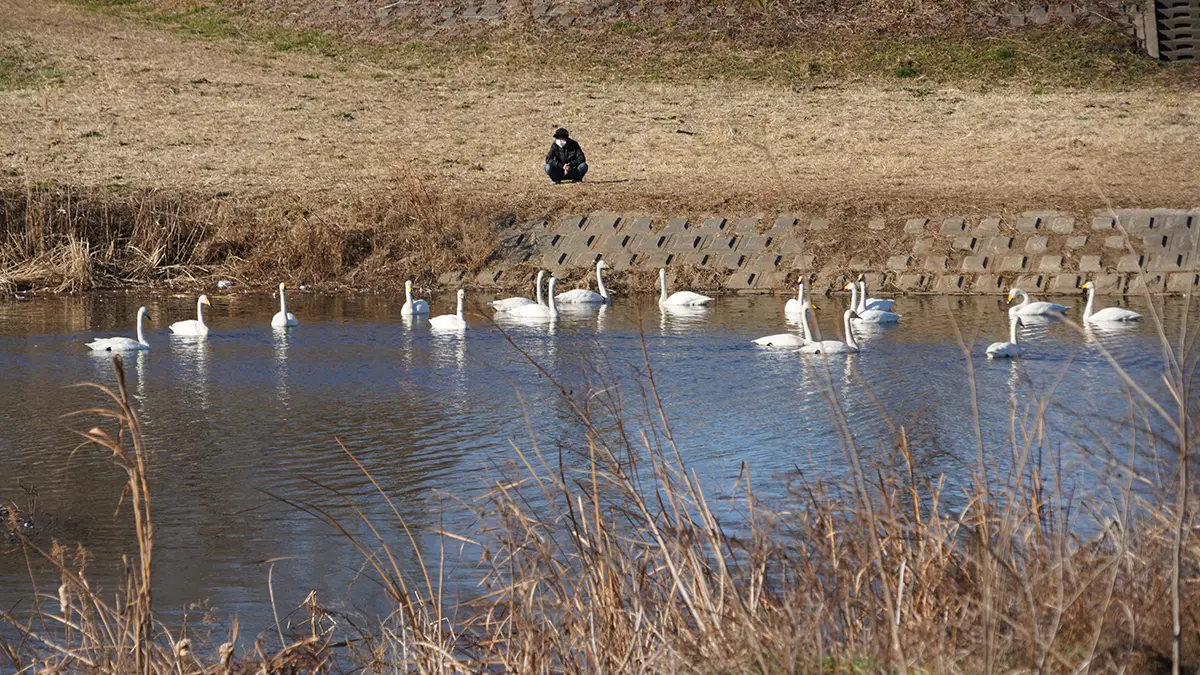ＡＴ➖２０４ 鶏、鳩、鶴、白鳥、フクロウ 、全部まとめて 激安の投げ売りです 2026年1月1日の茨城市の大北川の白鳥の取材：茨城VRツアー