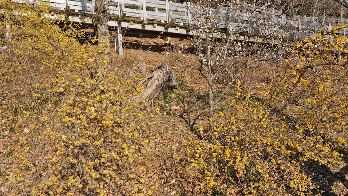 2026年1月17日(土)筑波山梅林の蝋梅園の開花状況・蝋梅満開：茨城VRツアー