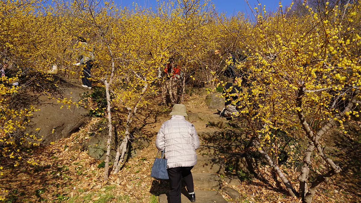 2026年1月17日(土)筑波山梅林の蝋梅園の開花状況・蝋梅満開：茨城VRツアー