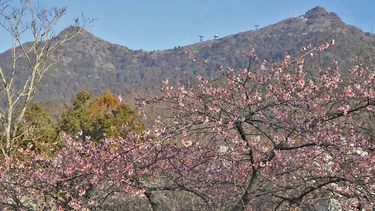 2月22日付け：つくば市筑波ふれあいの里 河津桜の開花状況：茨城VRツアー