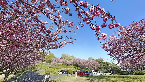 茨城県の八重桜の開花景観