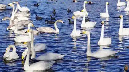 茨城県の白鳥の白鳥飛来地