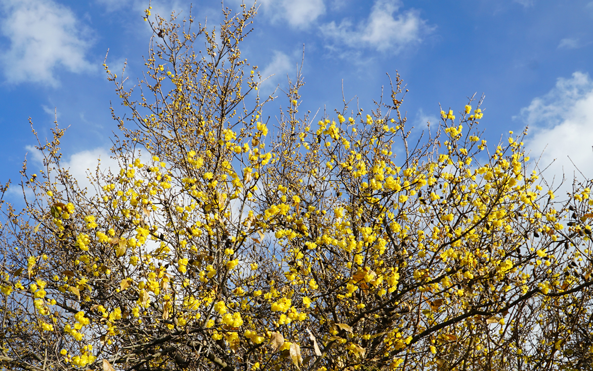 茨城県土浦市の渡辺蝋梅園の蝋梅の花の開花状況