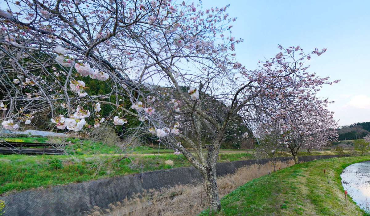 大子町相川のぼたん桜