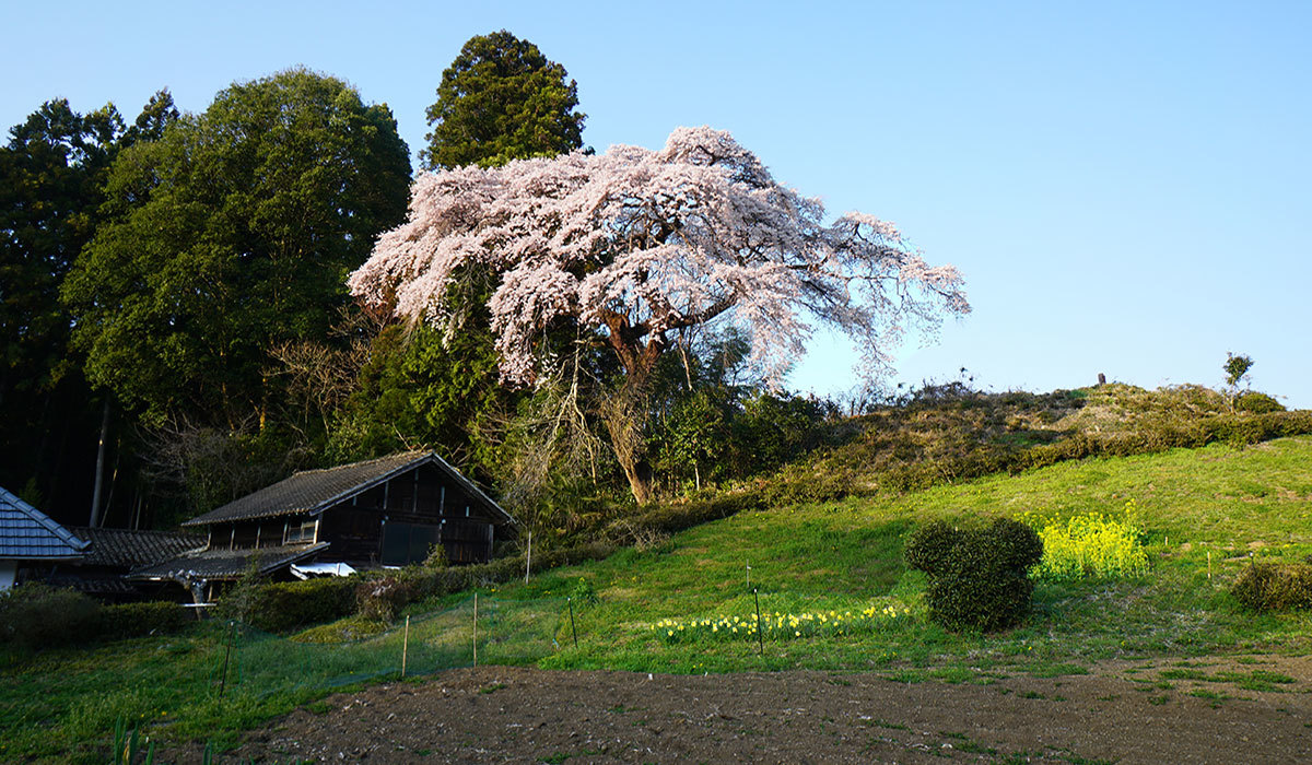 大子町の桜・花見おすすめスポットの相川のしだれ桜