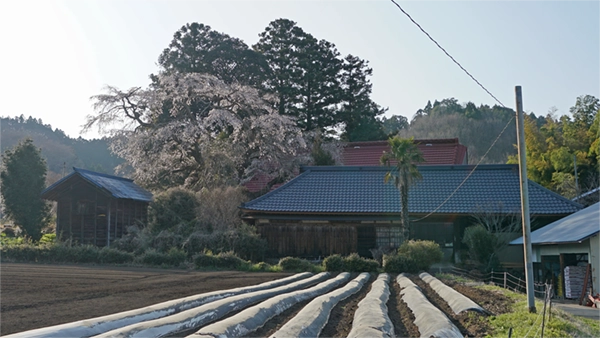 Blooming scenery of Aikawa 1156 Weeping Cherry Tree in Daigo Town from the front of the residence