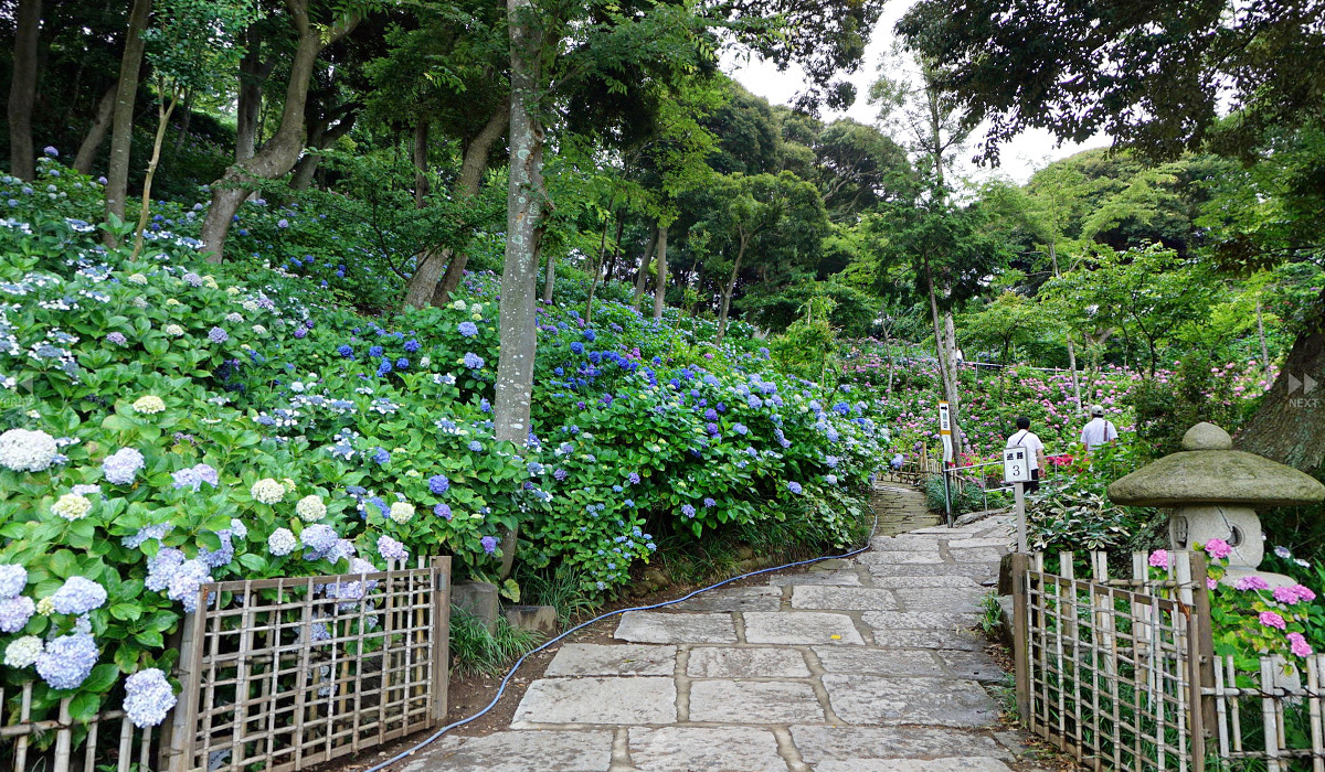 茨城県潮来市日本松寺 あじさいの杜360VRツアー