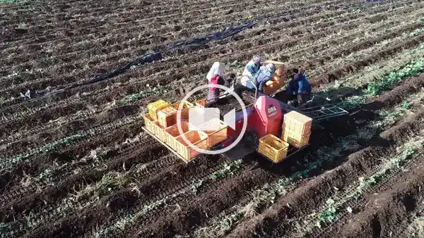 小美玉市茜農園の芋の収穫の空撮観光動画