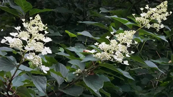 石岡市のあきば峠林道のノリウツギ