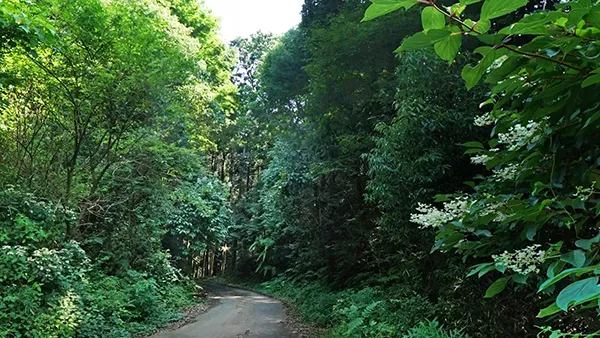 茨城県石岡市のあきば峠林道のヤマアジサイとノリウツギ