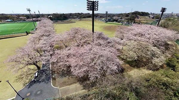 東海村の阿漕ヶ浦公園の桜VRツアー
