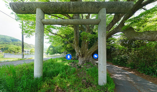 茨城県桜川市の巨木おすすめスポットの雨引千勝神社のケヤキとスダジイ