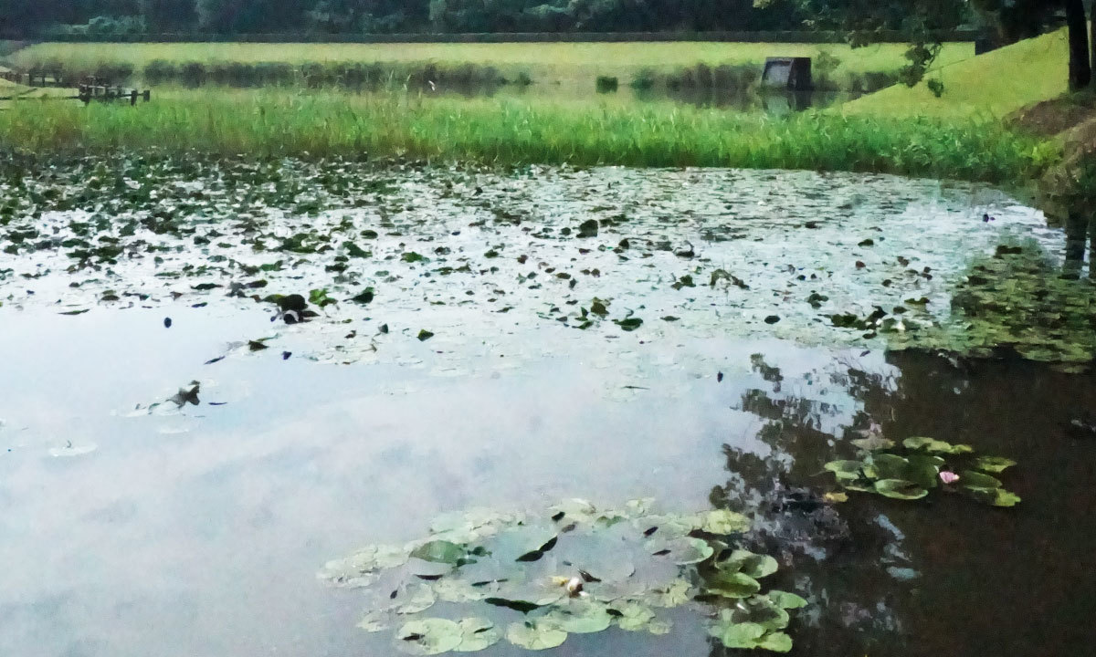 水生植物園のスイレンの花・池のVRツアー